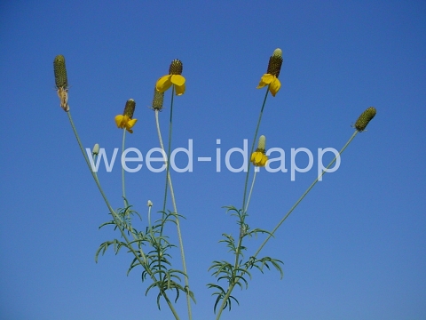 coneflower, upright prairie